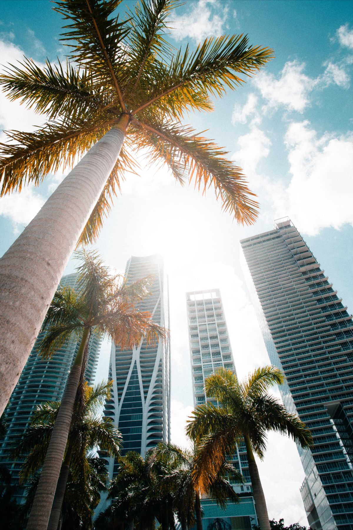 Palm trees and towers in Brickell